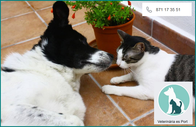 veterinaria-es-port-porto-cristo-mallorca-cats-dogs-vets